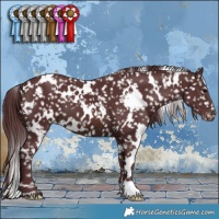 Horse Color:White Spotted Chocolate Brown Appaloosa 