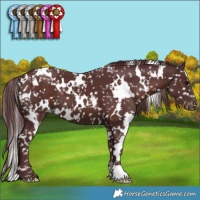 Horse Color:White Spotted Chocolate Brown Appaloosa 