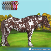 Horse Color:White Spotted Chocolate Brown Appaloosa 
