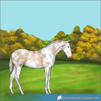 Horse Color:White Spotted Chocolate Palomino Pearl Splash 