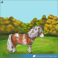 Horse Color:White Spotted Silver Bay Splash