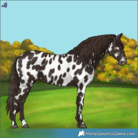 Horse Color:Liver Chestnut Appaloosa 