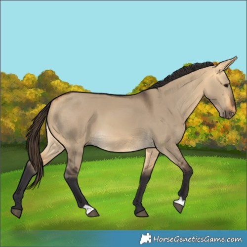 Horse Color:Buckskin Dun 