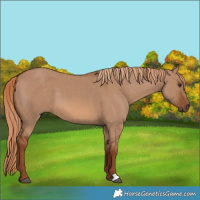 Horse Color:Red Dun 