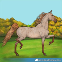 Horse Color:Red Dun Roan 