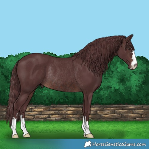 Horse Color:Chocolate Brown Rabicano 