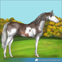 Horse Color:Liver Chestnut Mushroom Splash 