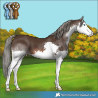Horse Color:Liver Chestnut Mushroom Splash 