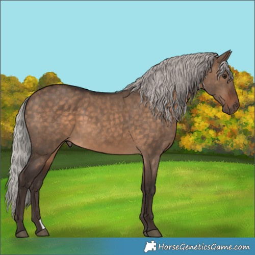 Horse Color:Silver Brown Dun 