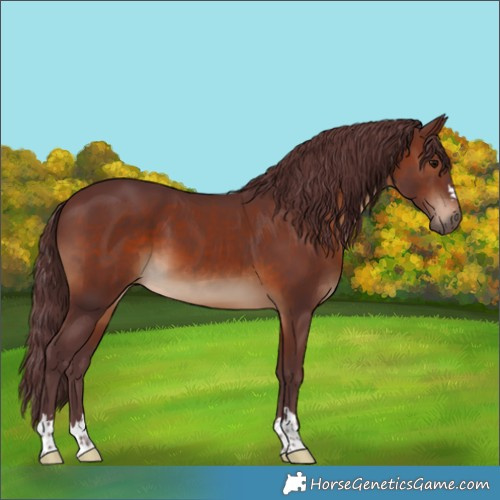 Horse Color:Chocolate Brown 