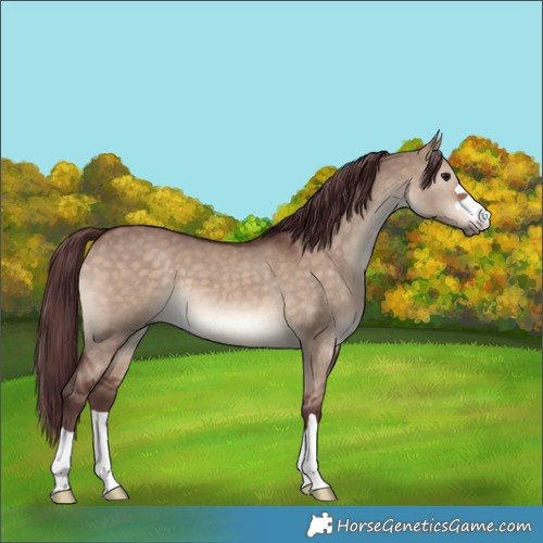 Horse Color:Chocolate Brown Dun 