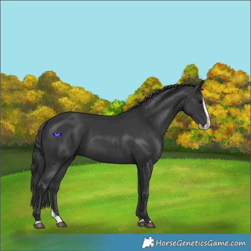 Horse Color:Black Splash 