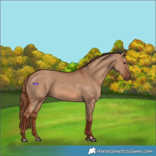 Horse Color:Red Dun