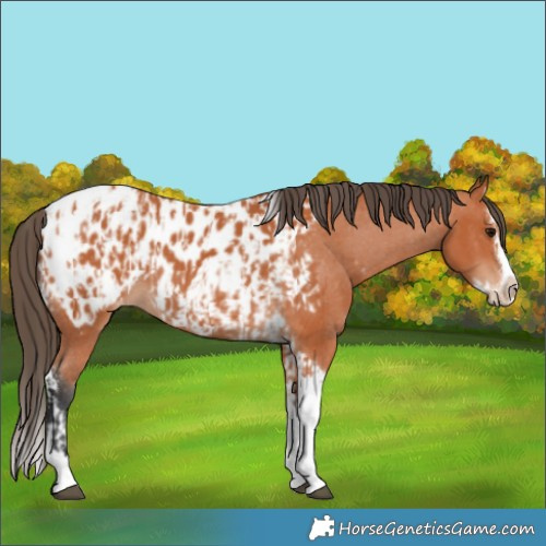Horse Color:Bay Splash Tobiano Appaloosa and Bay Splash Tobiano Frame Appaloosa