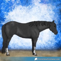 Horse Color:Black  and Black 