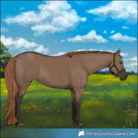 Horse Color:Liver Red Dun 