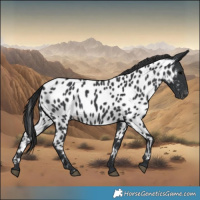Horse Color:Black Appaloosa 