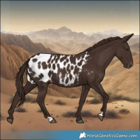 Horse Color:Liver Chestnut Blanket 
