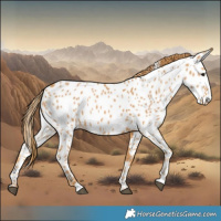 Horse Color:Chestnut Near Leopard 