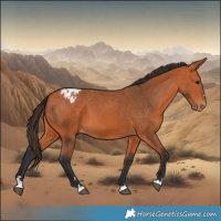 Horse Color:Bay Appaloosa 