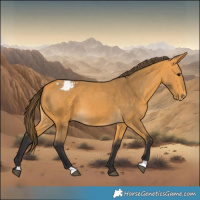 Horse Color:Buckskin Varnish 