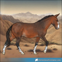 Horse Color:Bay Varnish 