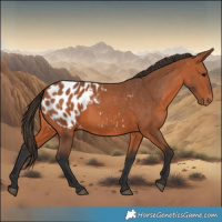 Horse Color:Bay Appaloosa 