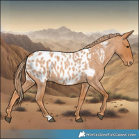 Horse Color:Red Roan Near Leopard 