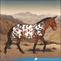 Horse Color:Bay Near Leopard 