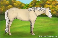 Horse Color:Silver Amber Cream Champagne Dun Sabino Splash Frame Rabicano