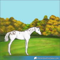 Horse Color:Silver Black Splash Appaloosa