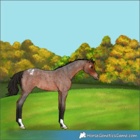 Horse Color:Gray Bay Roan Appaloosa 