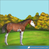 Horse Color:Bay Splash Rabicano