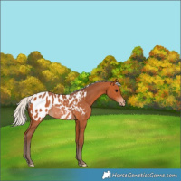Horse Color:Silver Bay Appaloosa Rabicano