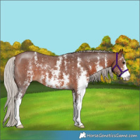 Horse Color:Silver Brown Sabino 