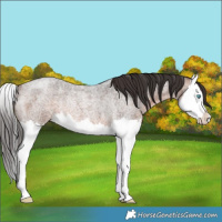 Horse Color:Brown Roan Splash Rabicano 