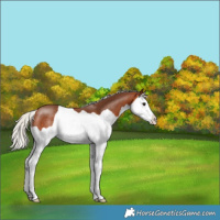 Horse Color:Silver Bay Splash Rabicano 