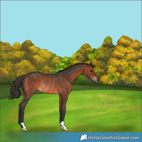 Horse Color:Brown Rabicano
