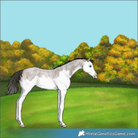 Horse Color:Brown Roan Splash Rabicano 