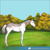 Horse Color:Bay Roan Splash Rabicano 
