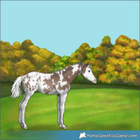 Horse Color:White Spotted Silver Black Splash Blanket Rabicano 