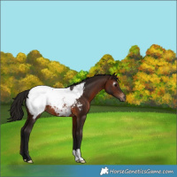 Horse Color:Gray Bay Appaloosa 