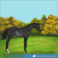 Horse Color:Gray Black Rabicano 