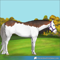 Horse Color:Bay Splash Rabicano