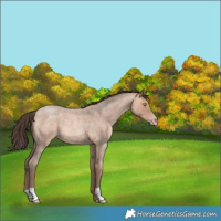 Horse Color:Amber Champagne Roan 