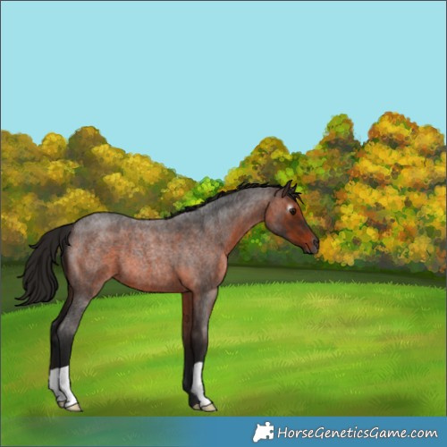 Horse Color:Gray Bay Roan 