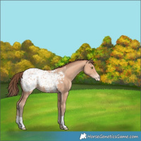 Horse Color:Amber Champagne Appaloosa 