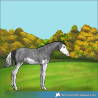 Horse Color:Blue Roan Splash 