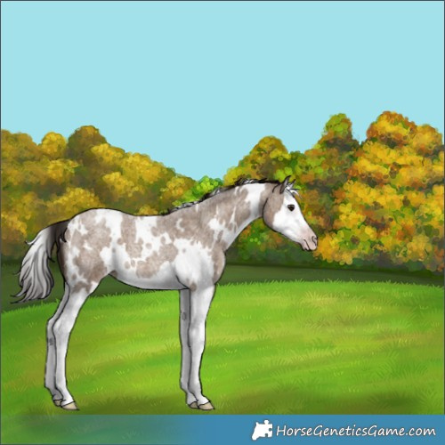 Horse Color:Gray White Spotted Classic Champagne Roan Splash 