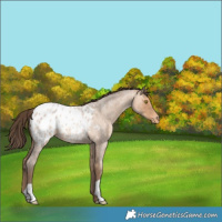 Horse Color:Amber Champagne Roan Appaloosa